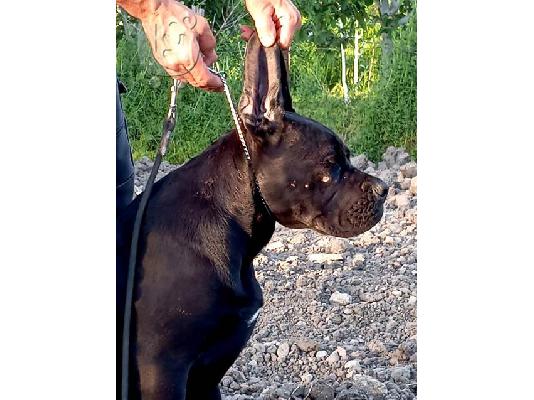 Κουτάβια Cane Corso